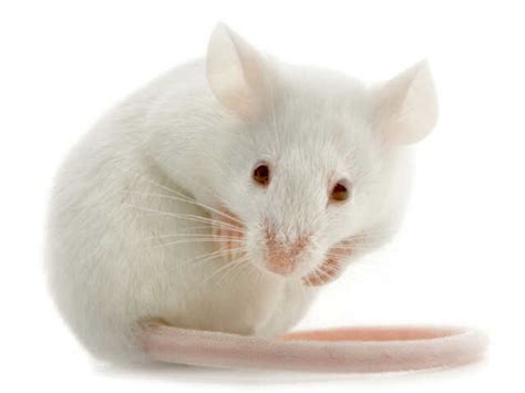 light lab mouse